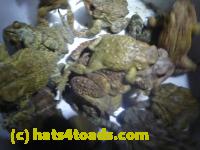 /home//u458753944/public_html/sourcegallery//Roxborough Toad Detour/2013-2019/2014/2014-04-12/P1140949.JPG